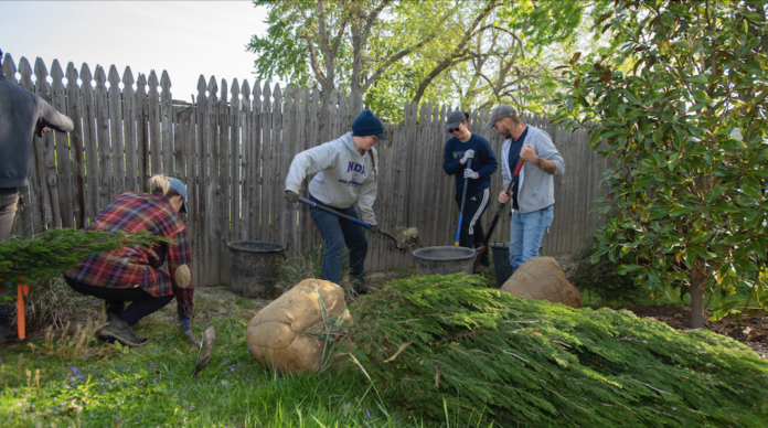 Several people working together to plant trees.